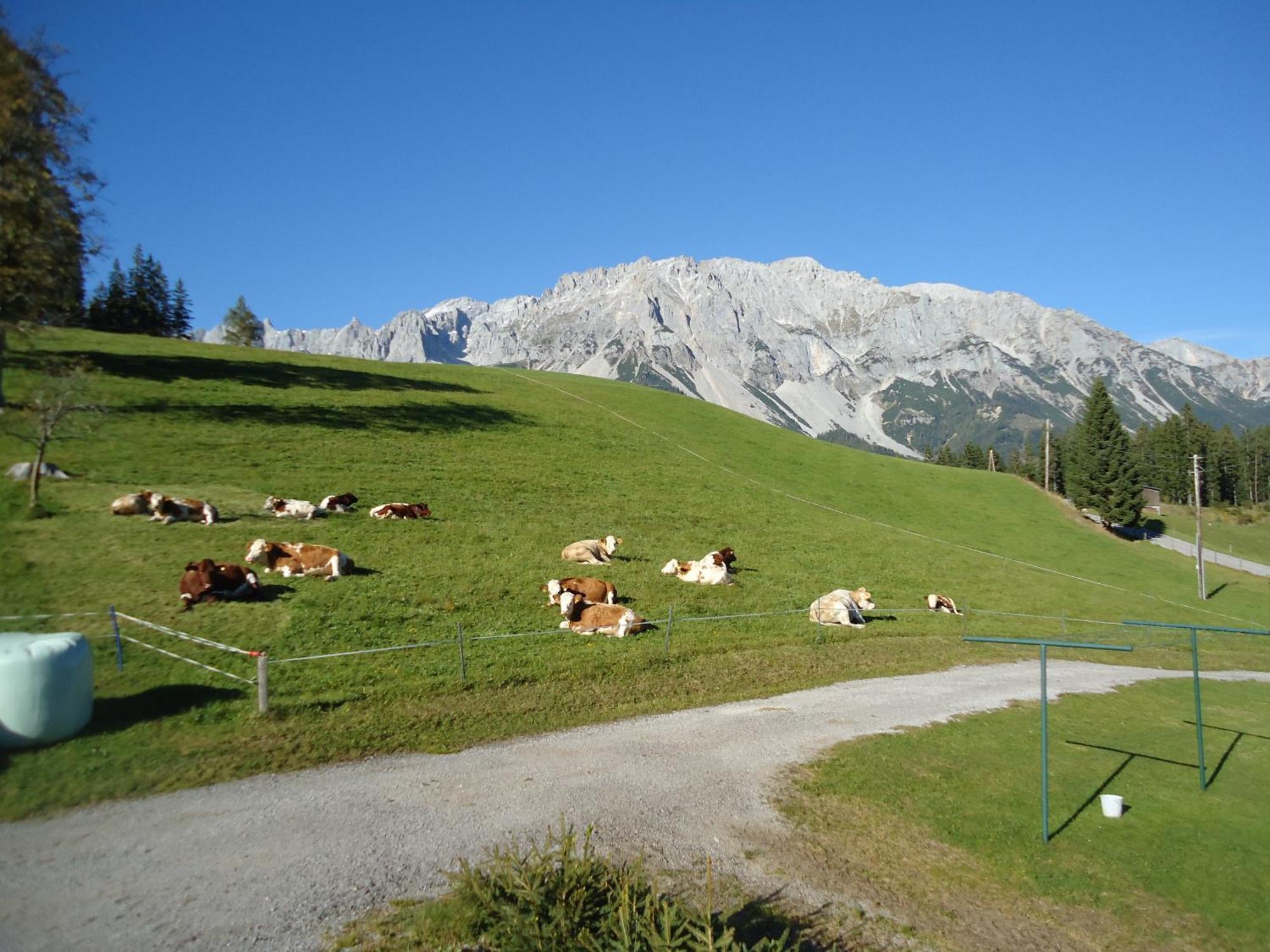 Pension-Greimelbacherhof Ramsau am Dachstein Exteriér fotografie