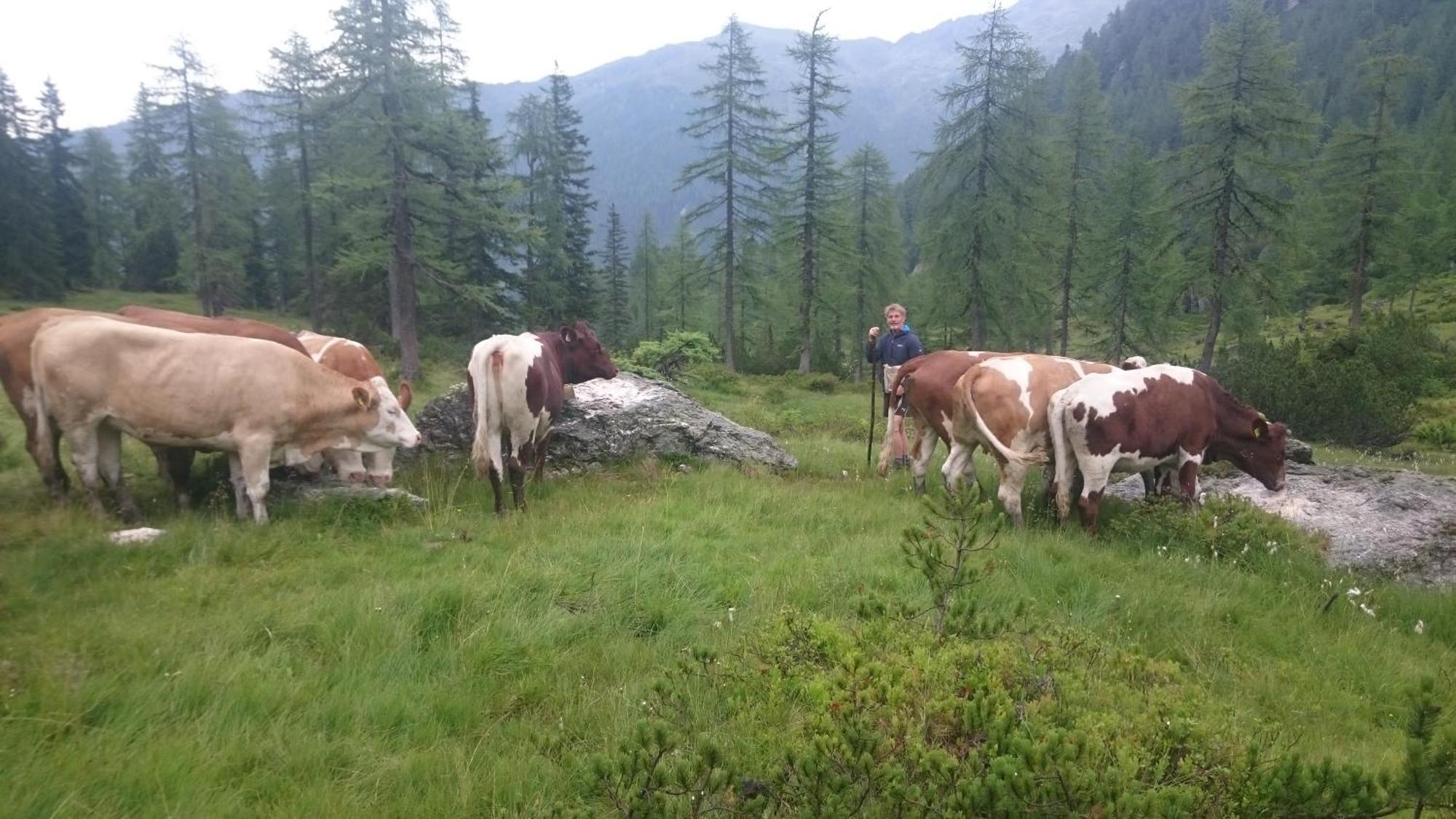 Pension-Greimelbacherhof Ramsau am Dachstein Pokoj fotografie